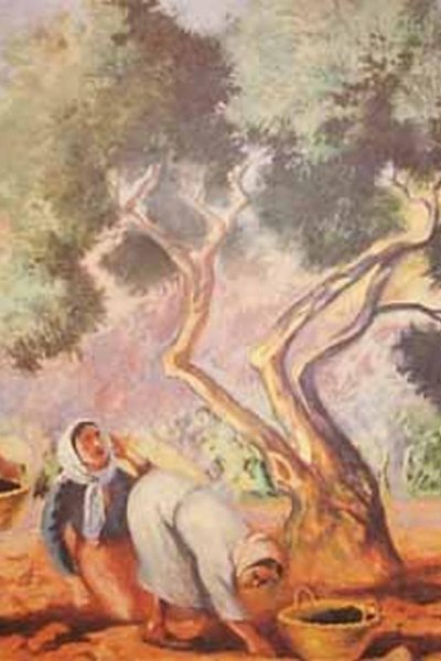 قطاف الزيتون - ١٩٥٣
