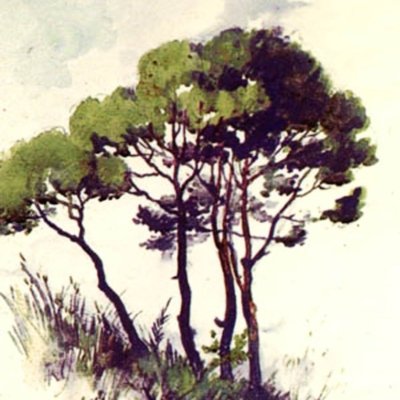 صنوبرة الوحدة - ١٩٣٦