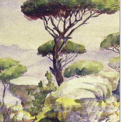 صخور وصنوبر - ١٩٣٥