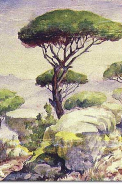 صخور وصنوبر - ١٩٣٥